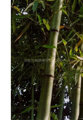 ��Ӧ�ڲ��������� ������ �̻��� �ʺ��μ����ֲ