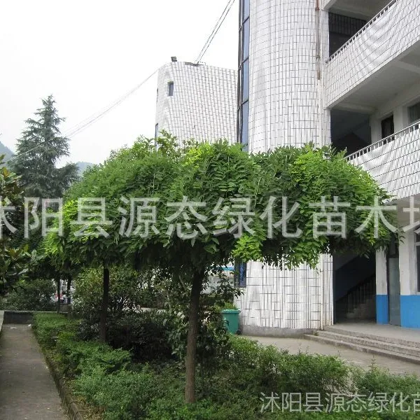 供应垂槐 国槐 金丝柳 垂柳 速生柳 直生柳 银杏 金枝国槐