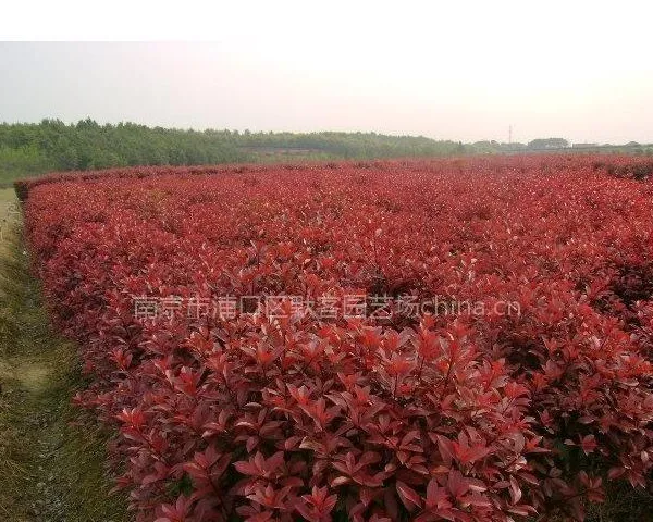 红叶石楠,红叶石楠价格,红叶石楠树苗