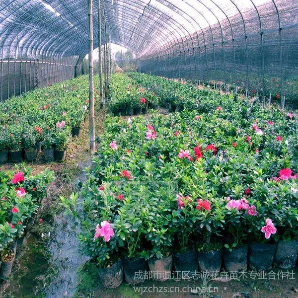 供应批发温江杜鹃花|杜鹃苗|西洋杜鹃|批发苗木|绿化苗木|室内盆栽