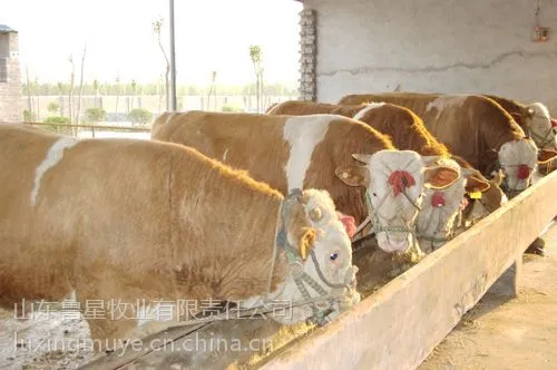 供应肉牛养殖利润分析