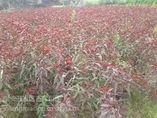 供应山东红叶碧桃 山东哪里卖红叶碧桃树苗 卖3公分的红叶碧桃