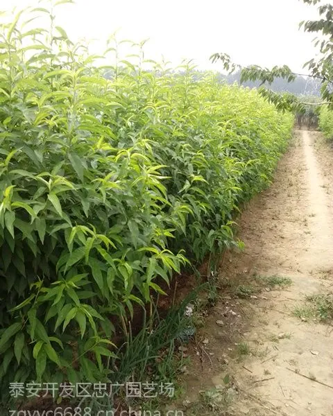 供应龙柱碧桃,龙柱碧桃价格,绿化树苗,龙柱碧桃小苗