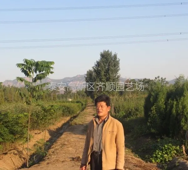 供应葡萄苗哪里有?葡萄苗品种、价格