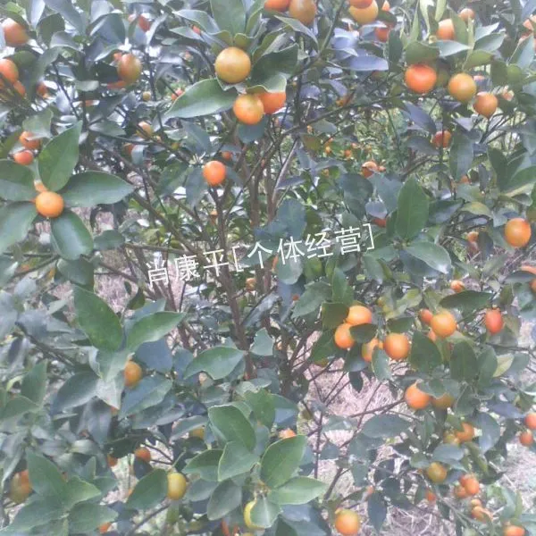 大量供应遂川优质,金桔大树,金桔果树,品种优良,树型好,口感佳