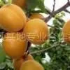 供应陕西金太阳杏基地,金太阳杏价格,金太阳杏批发,凯特杏