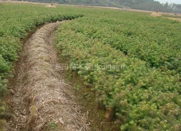 供应江西【迦南】苗木基地大量批发 杉苗 自产自销自用 质优价廉 诚信 蔡生13979604644