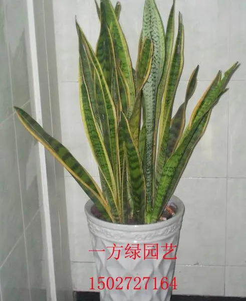 供应武汉一方绿水培植物租赁租摆出租