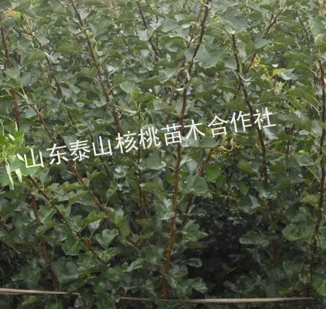 供应山楂树苗,山楂树,山楂树价格