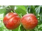 供应哪里产大棚油桃/山东冠县2014大棚油桃大量上市销售中