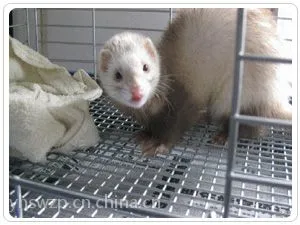 供应貂笼电焊网