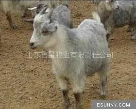 供应养羊|波尔山羊|小尾寒羊|杜泊绵羊|青山羊