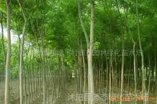 供应花木-垂槐、国槐、香花槐、黄金槐、法桐