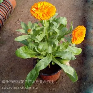 青州金盏菊 金盏菊盆栽批发