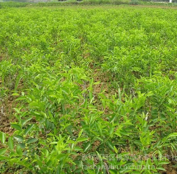 供应枣苗,枣苗价格,山东枣苗