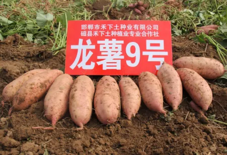 2015年红薯苗预订禾下土脱毒甘薯龙薯九号高产早收