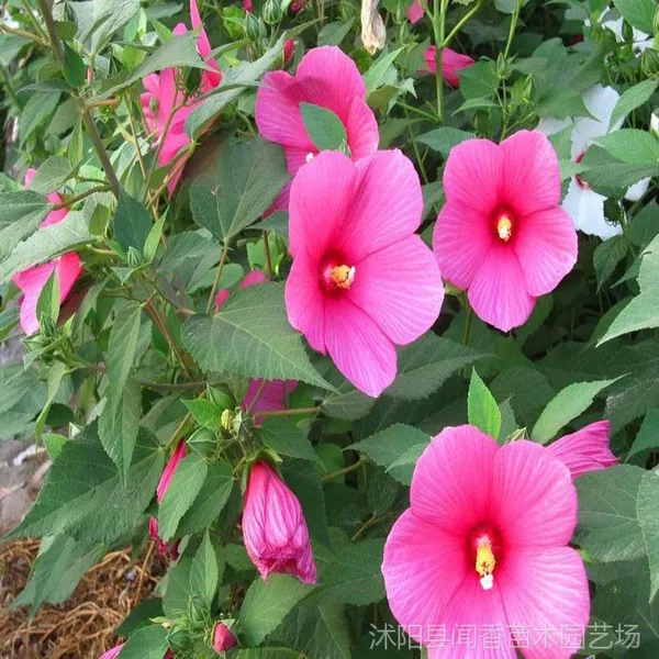***��Ӧ���ʻ������� ��������Ӽ۸� �����������ֲ����