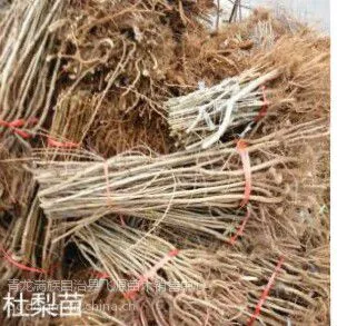 全国供应‘杜梨苗‘规格0.8以上