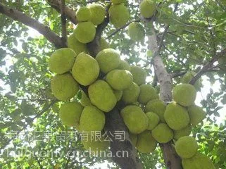 海南菠萝蜜长期发货