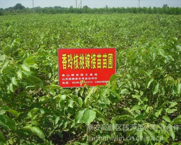 供应山东核桃苗,香玲核桃苗,香玲核桃苗价格