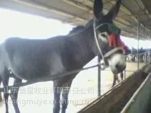 供应肉驴养殖|肉驴养殖场