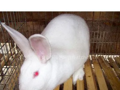 供应江西獭兔价格,獭兔种兔价格,肉兔价格