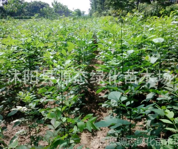 供应批发白蜡 白蜡苗 白蜡小苗 白蜡树苗 速生白蜡基地 工程苗木