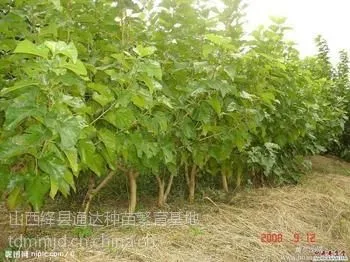 供应供应30-80公分高的白蜡小苗 3-8公分粗的白蜡树 山西白蜡种植基地
