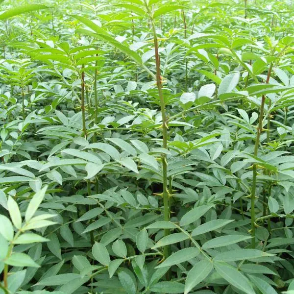 供应山东花椒小苗、花椒小苗基地、大红袍花椒苗哪里有、花椒苗