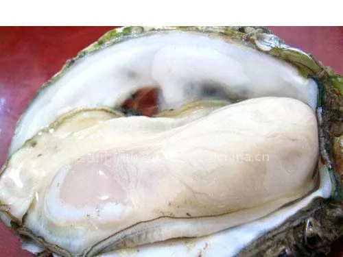 供应生蚝批发、生蚝、水产品批发、台山生蚝、生蚝烧烤培训、生蚝美食节