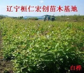 供应供应白桦、白桦基地、辽宁白桦、白桦小苗、白桦种子
