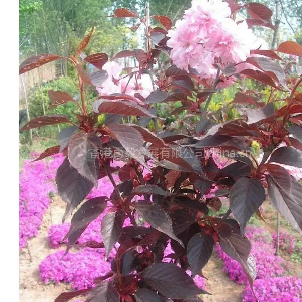供应红叶樱花粉红色重瓣 红叶红花樱花