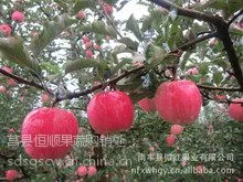 供应山东嘎啦苹果走势
