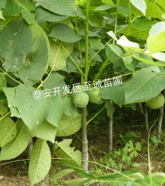 供应1公分粗核桃苗、核桃嫁接苗、核桃苗价格、8518核桃苗