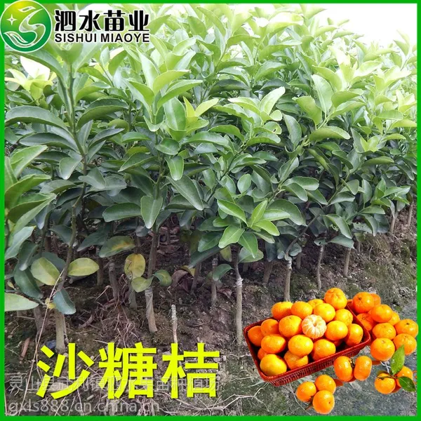 供应无核沙糖桔树苗 沙塘桔嫁接种苗 甜脆爽口 绿化果树苗木批发