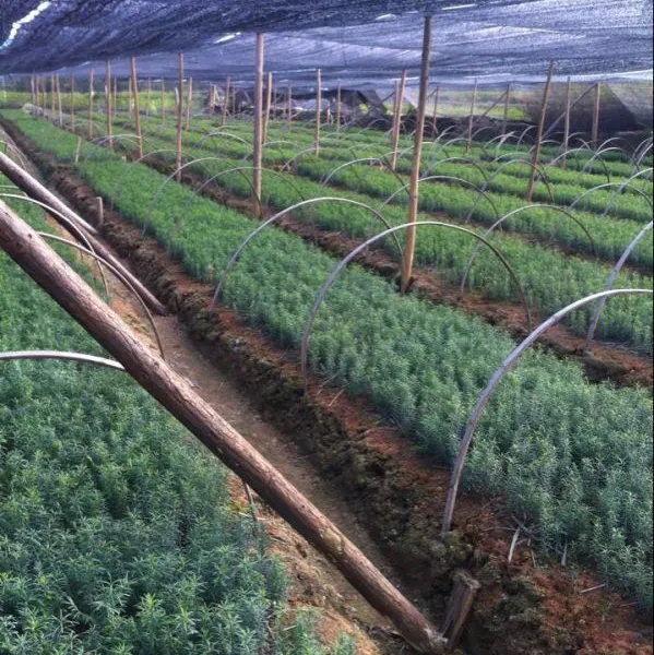 红豆杉供应、奉新县张家苗木场红豆杉供应商、绿化小苗供应|乔灌木,