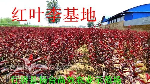 ��Ӧ��Ҷ����ë�����ɽ�����ĸ��޽ӵĺ�