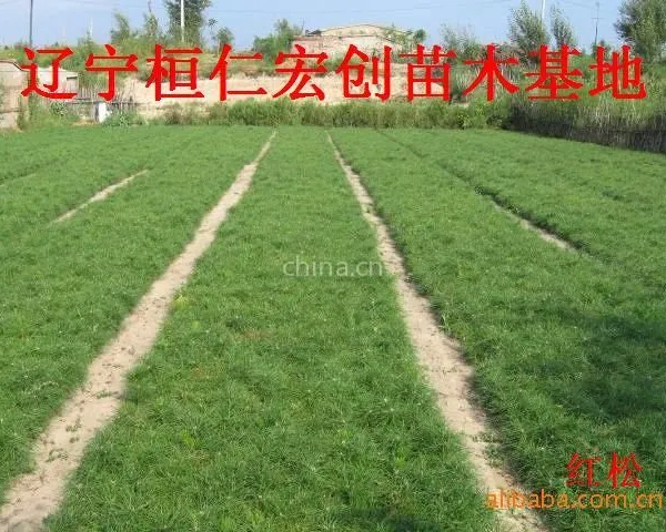 供应红松、红松基地、辽宁红松、桓仁红松、红松小苗、红松种子