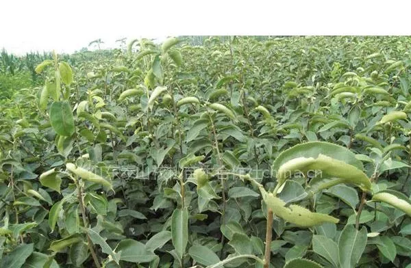 供应苹果苗,苹果苗价格,苹果树苗,山东苹果苗