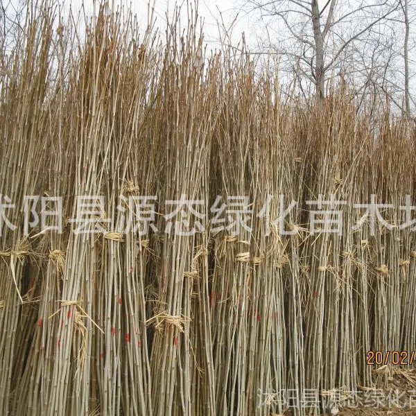 供应:优质 法桐小苗 速生法桐小苗价格 附 法桐小苗栽植技术