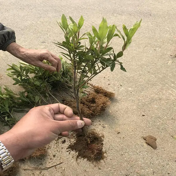 供应供应贵州马尼拉草皮价格