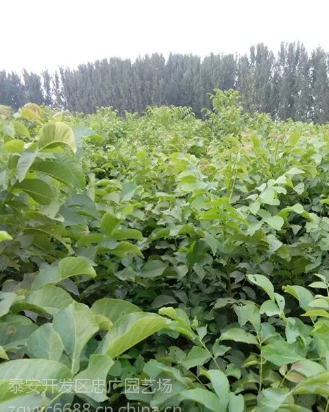 1公分半核桃实生苗,低价核桃实生苗基地,优质50公分香玲核桃成苗