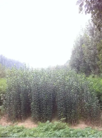供应山东苹果苗,苹果苗品种,苹果当年苗价格