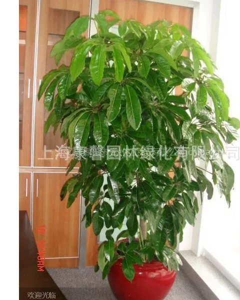 供应浦东花卉租赁、浦东植物租赁
