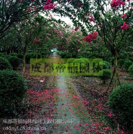 紫薇树产地 四川大红紫薇价格