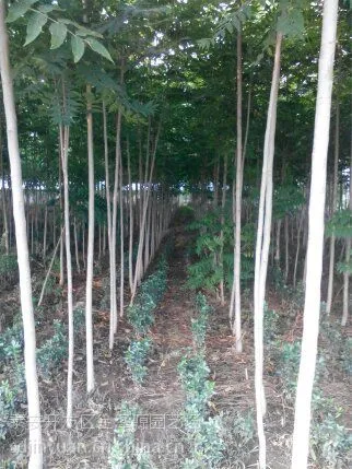 山东白皮臭椿树2公分3公分4公分臭椿树5公分6公分8公分以上臭椿树价格