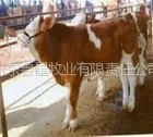 供应肉牛犊|济宁西门塔尔牛|架子牛