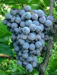 供应供应齐齐哈尔出售嫁接茉莉香葡萄苗,巨峰葡萄苗等