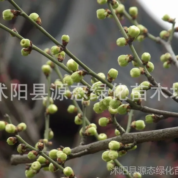 ��Ӧ��÷ ��÷�� ����÷ ������÷�� ��÷�� ��÷ �ȸ��� ÷��