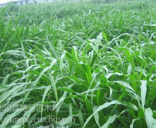 供应墨西哥玉米草种子高产牧草种子